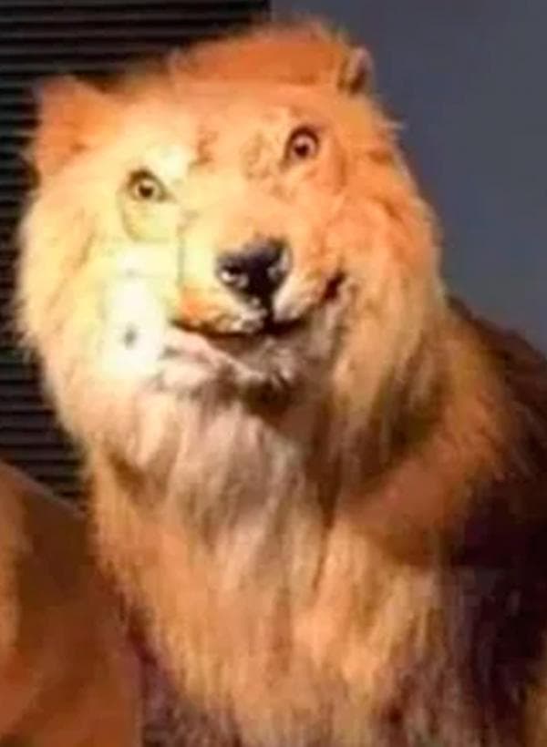 Este es el origen del meme León Gringo - La Prensa de Lara