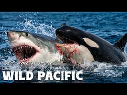 WILD PACIFIC | The Apex Predators That Dominate the Deep Sea | Nature Animal Documentary