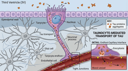 Tanycytes Tau Alzheimer's: The Hidden Brain-Blood Bridge