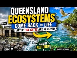 Queensland Restores Native Ecosystems With One Powerful Change