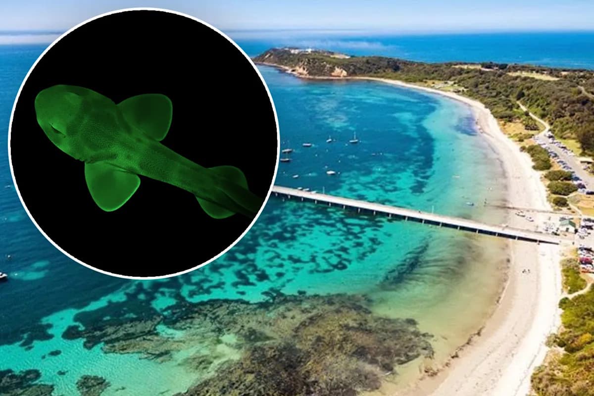 Glow-in-the-dark sharks discovered 'hidden' in Aussie waters