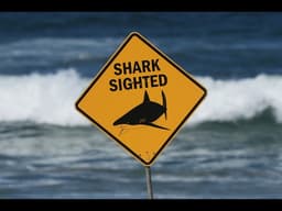 House Passes Shark Alert Measure ‘Lulu’s Law,’ Sending Bill to Trump