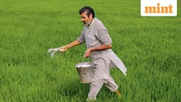 Will the Gulf war trigger a global food crisis? Here’s why the scare is still some distance away | Mint