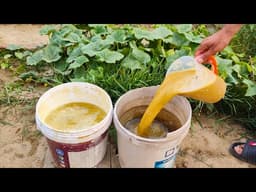 Stop Everything! Just Pour 1 Cup & Watch Your Plants Grow Like Wild