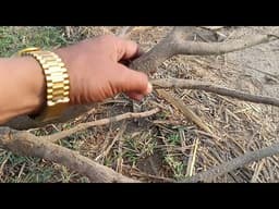 Correct method & time of plants.Tree planting guide for beginners.