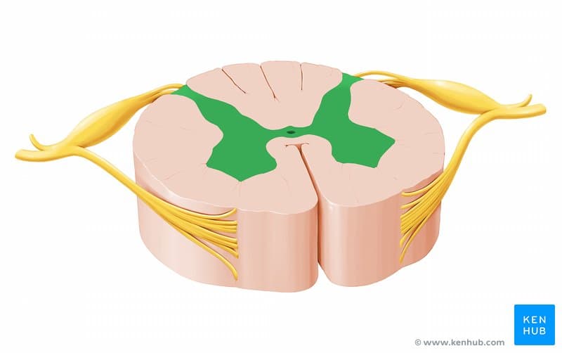 Grey matter of the spinal cord