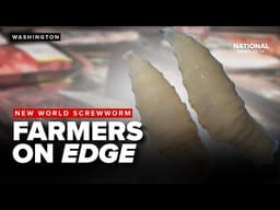 New World Screwworm raises concerns over US beef supply