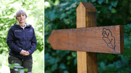 Alarm bells ringing for Luxembourg's forests