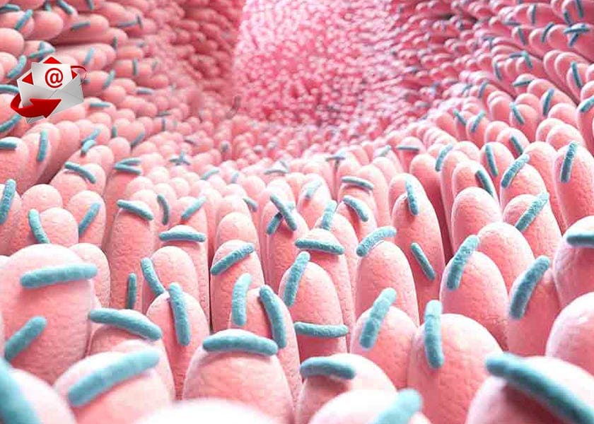★The Gut Microbe Everyone's Suddenly Talking About
