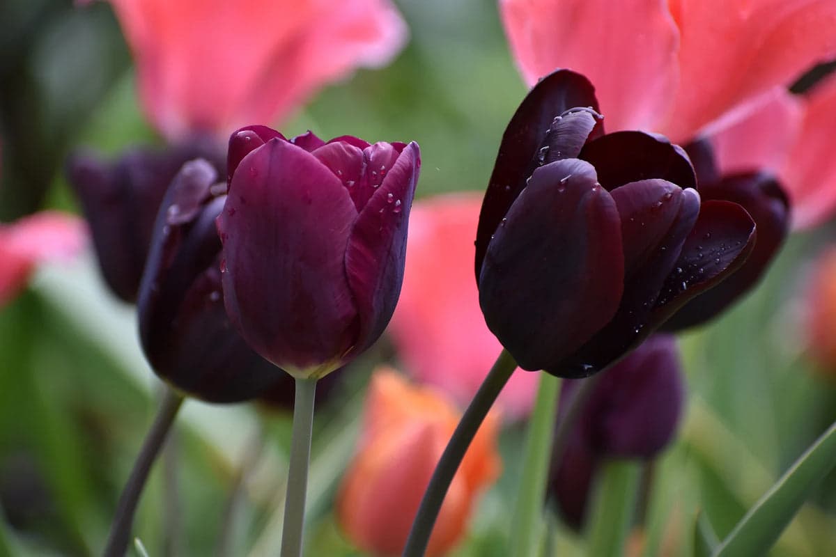 How Deep Do You Plant Tulip Bulbs?