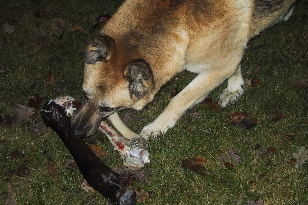 Fromm and Oma's Pride Dog Food Recalled