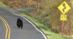 The early summer black bear blues are here