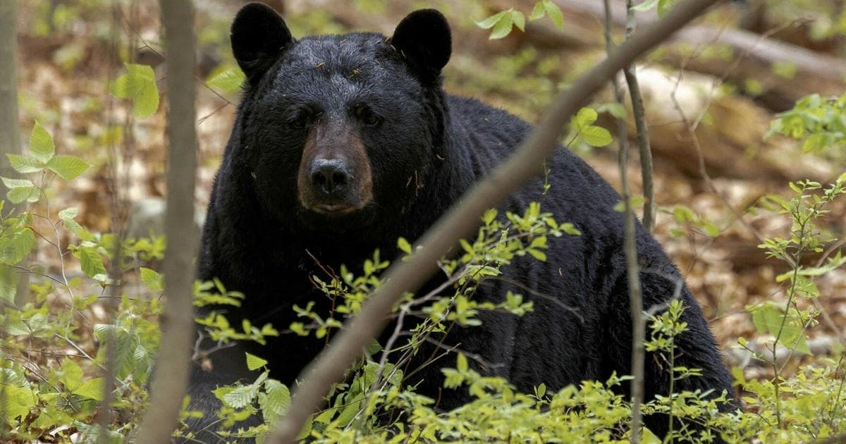 Black bear necessities: What to know as sightings rise