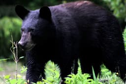 RM issues warning after livestock losses attributed to bear