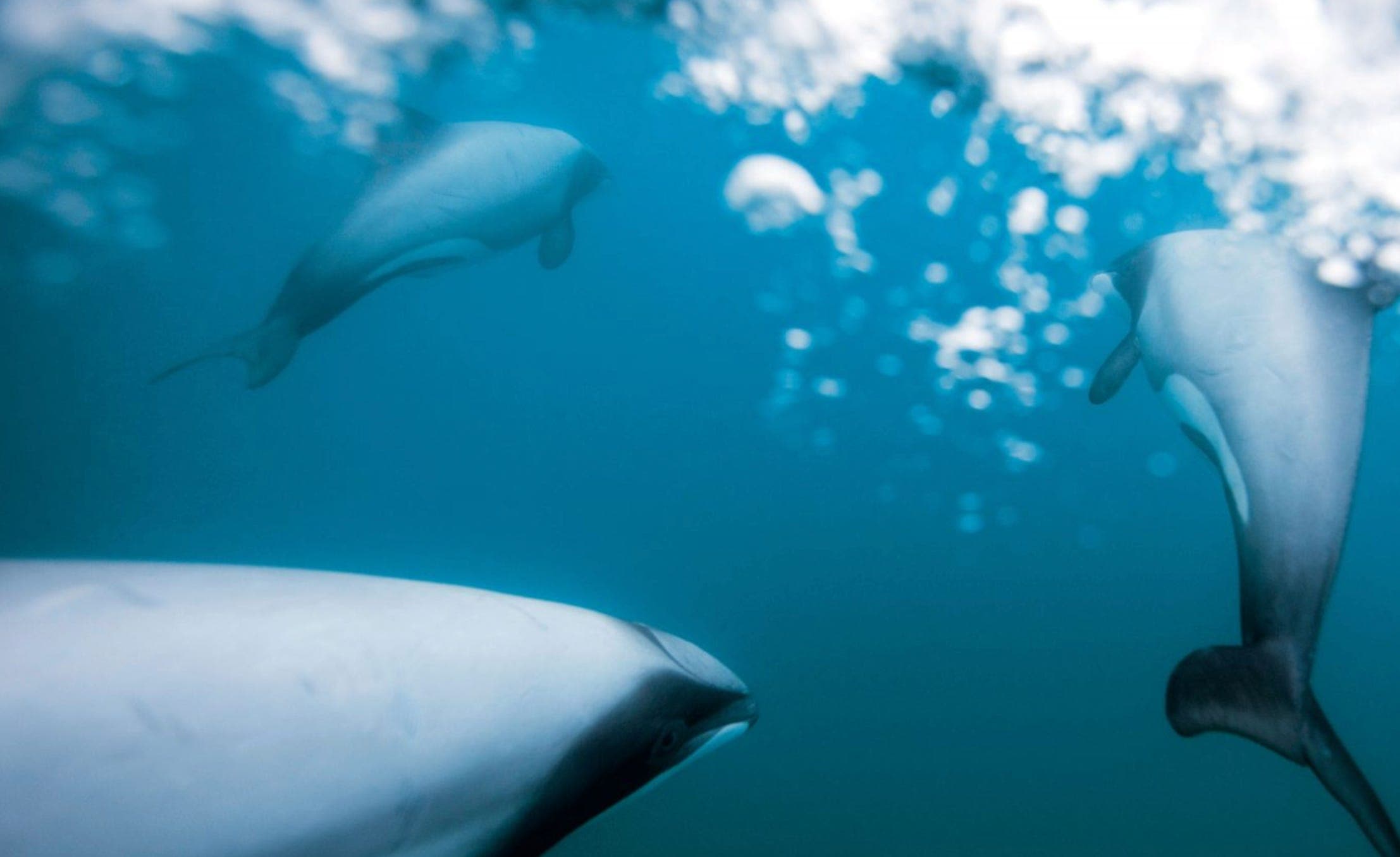 GOOD NEWS: Fast Track Panel Rejects Seabed Mining Bid