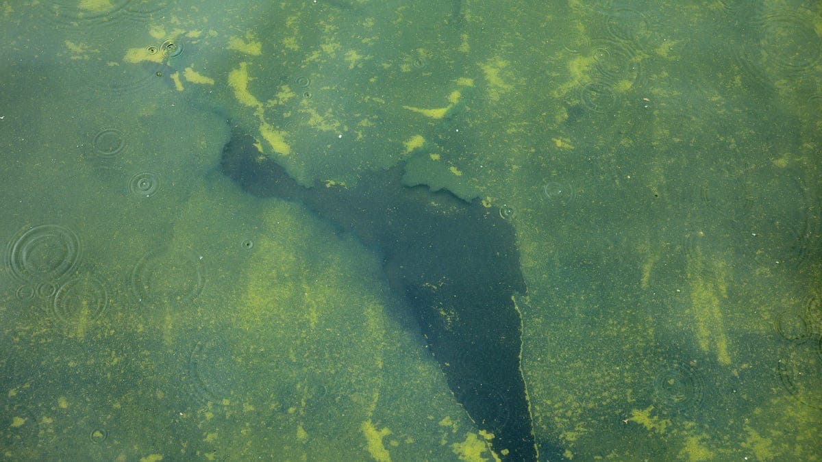 Docs reveal who knifed the Reflecting Pool