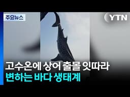 고수온에 상어 출몰 잇따라...변하는 바다 생태계 / YTN