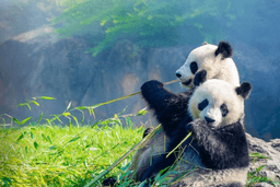 Deutsche Bank issues second Panda Bond in 2026, expanding access to China’s capital markets
