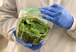 The CDC Is Investigating Multiple Cyclospora Outbreaks ...