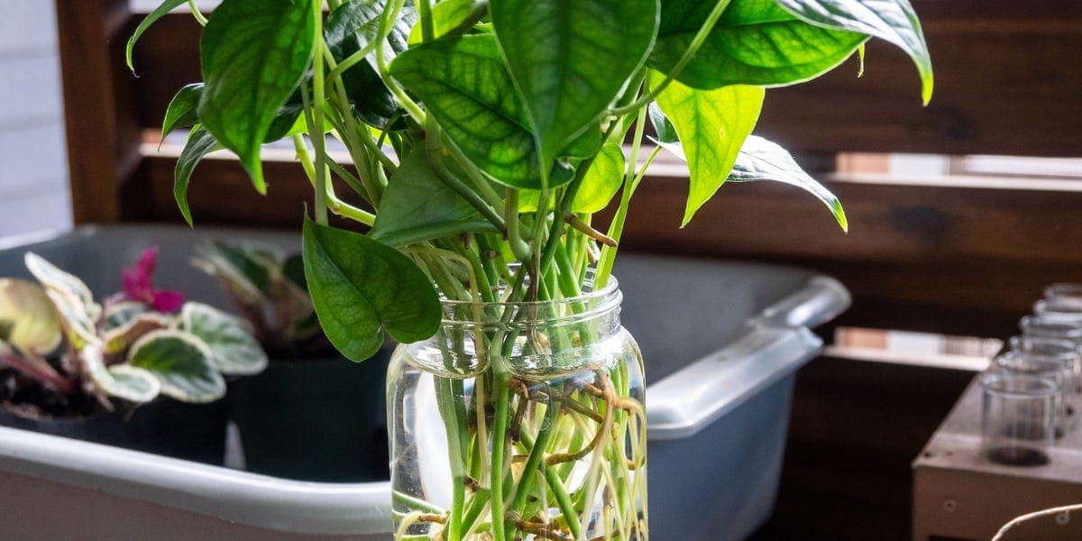 How a Gardening Expert Turns One Plant Into Dozens—for Free