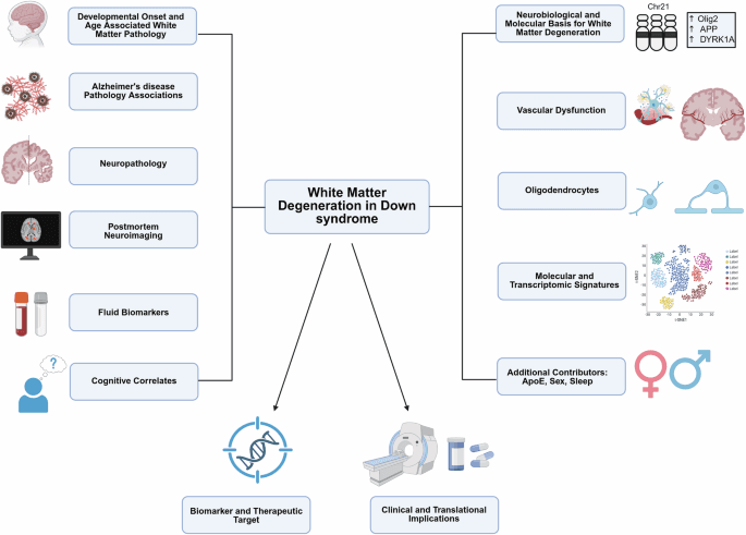 White matter aging across the lifespan in Down syndrome: developmental origins, Alzheimer's disease progression, and therapeutic implications | npj Dementia