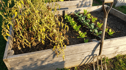 How to Start a Fall Vegetable Garden (Beginner Guide)