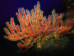 Spain proposes 23 new marine protected areas in the ...