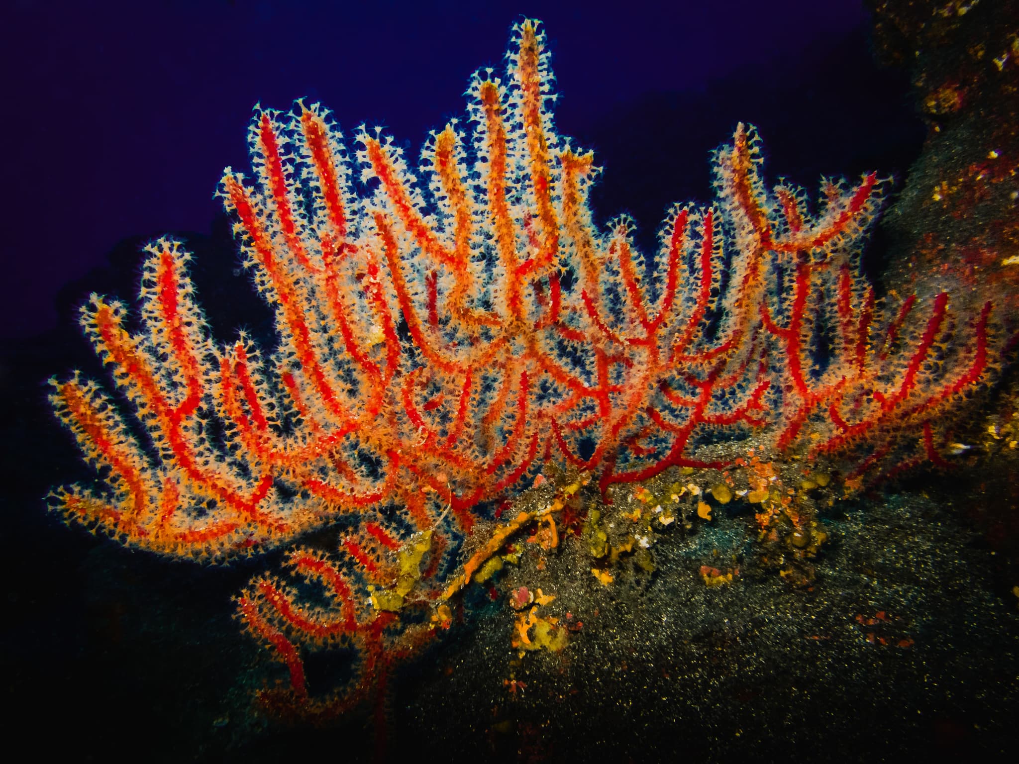 Spain proposes 23 new marine protected areas in the ...