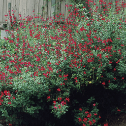 Gardening for the Dry Years: A Xeriscape Field Guide ...