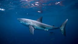 3 great white sharks detected off North Carolina as Memorial Day crowds ...
