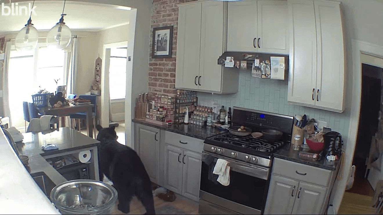 Bear strolls inside north Asheville home, security camera ...