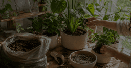 July Garden Care: Moisture, Support & Mid-Summer ...