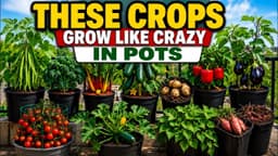 10 Vegetables That Produce The Most In Containers.