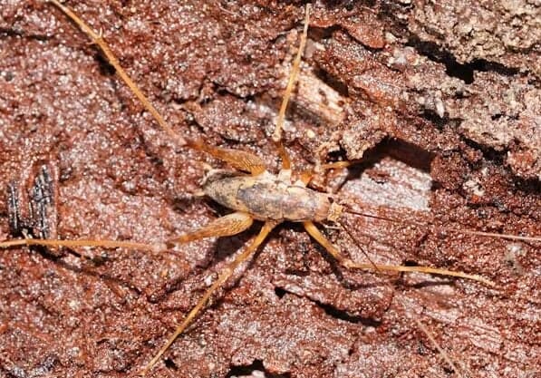 Endemic cave cricket species discovered