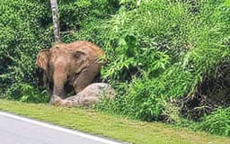 More elephant food banks