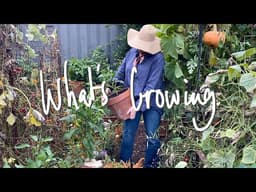 WHAT'S GROWING | What I'm GROWING & SOWING in my SMALL BACKYARD VEGETABLE GARDEN VICTORIA AUSTRALIA