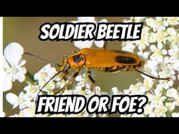 Why Gardeners WANT These Bugs Around 👀
