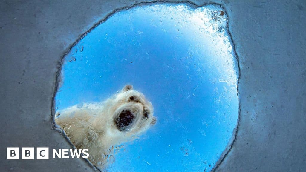 A nosy polar bear and a lucky squirrel: Wildlife Photographer of the Year 2026 shortlist