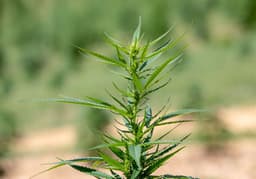 Pennsylvania AG Dave Sunday pushes hemp product ban
