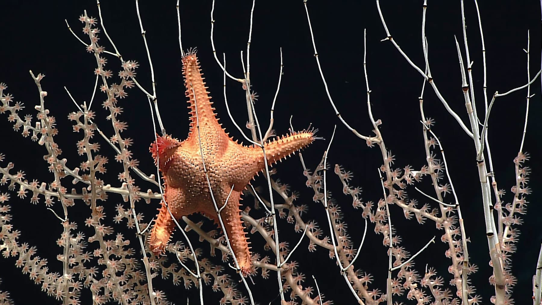 US prepares to auction leases for seabed mining blocks in federal waters