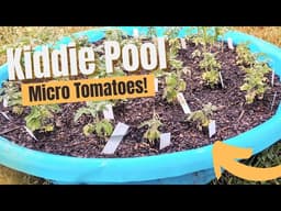 Growing Micro Dwarf Tomatoes in a Pool- Nearly 50 Varieties of Container Tomatoes Growing This Year!