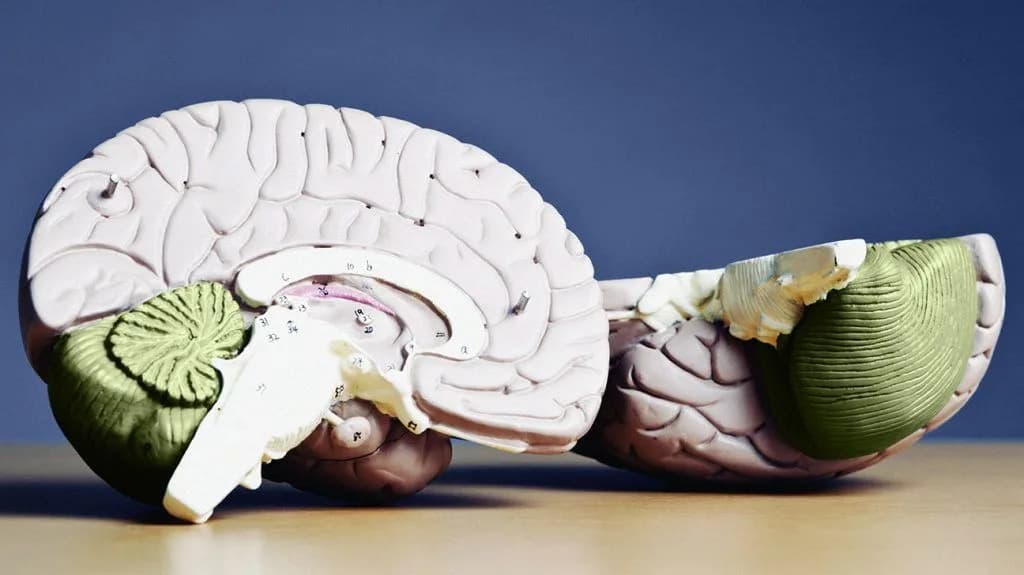 AHA identifies 10 key factors to lower dementia and stroke risk