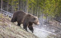 Hiker's Final Moments Revealed in Glacier Bear Attack