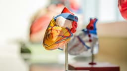 AI-Enhanced Imaging Tool Spots Cardiovascular Risk | Technology Networks