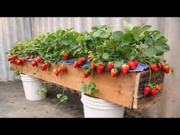 Want to grow strawberries at home? More fruit, sweeter if you know this method.