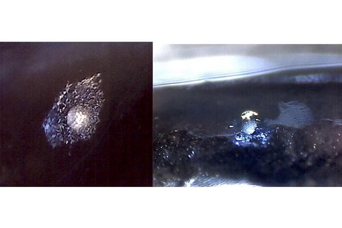 Light-emitting organs on the slender fangjaw [IMAGE]