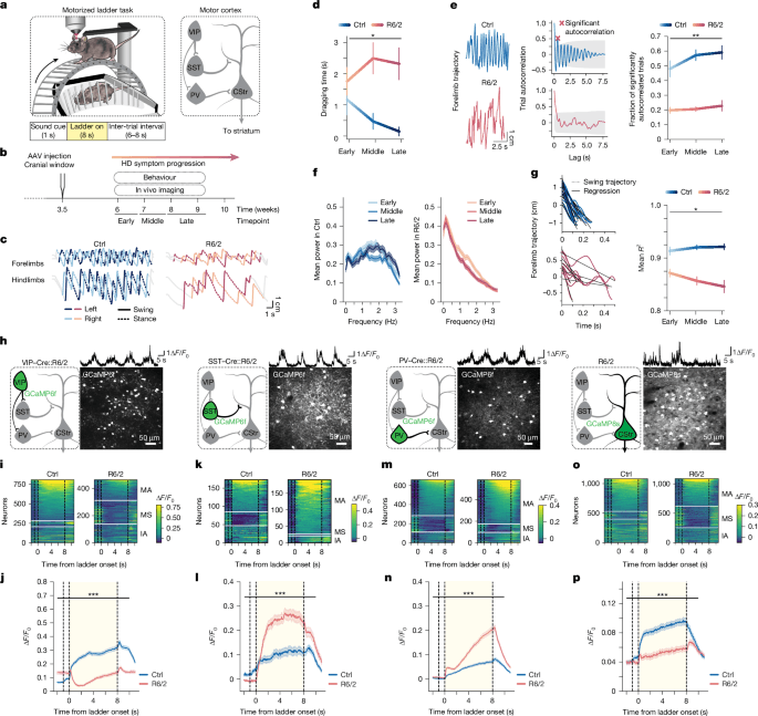 Restoring cortical disinhibition improves Huntington's ...
