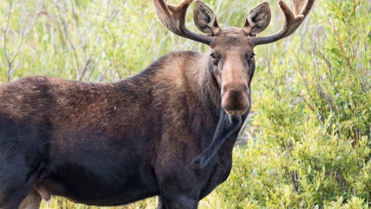 Big Sky, Montana wildlife encounter caught on video as moose ...
