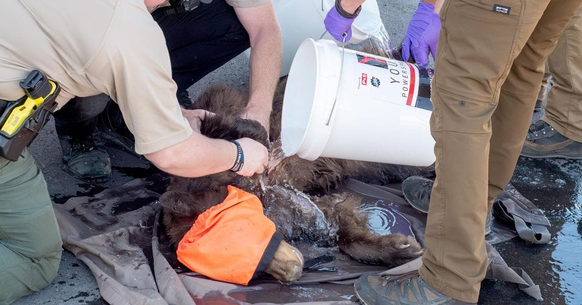 Bear euthanized after capture in Logan | Local News