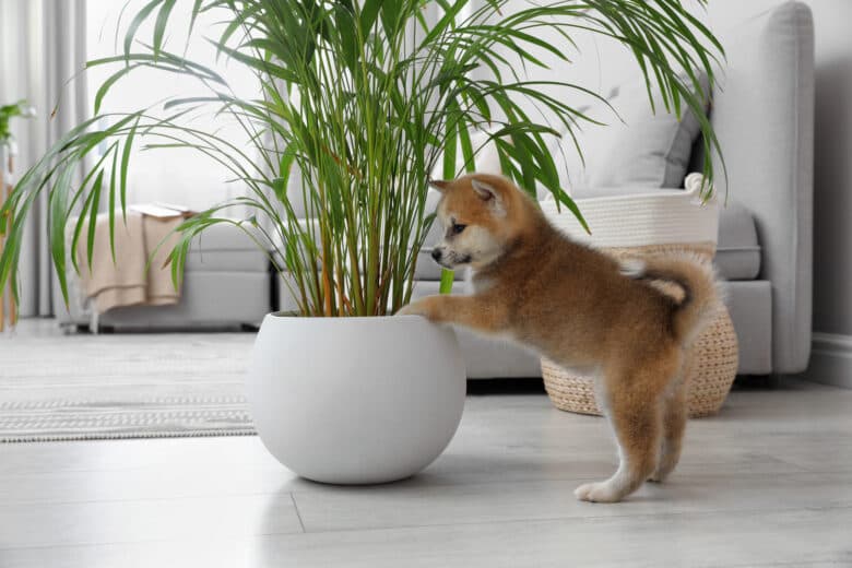 Pet owners beware: 10 houseplants to avoid